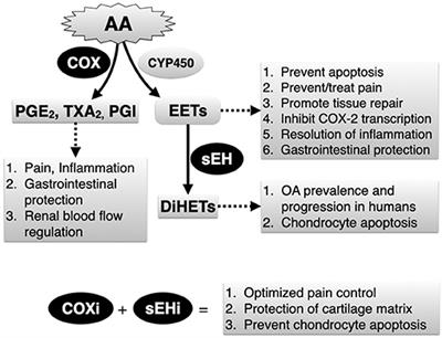 Targeting Soluble Epoxide Hydrolase and Cyclooxygenases Enhance Joint Pain Control, Stimulate Collagen Synthesis, and Protect Chondrocytes From Cytokine-Induced Apoptosis